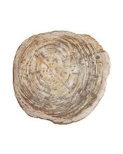 Petrified Wood Platter 20"